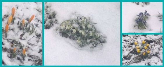 Blumen im Schnee